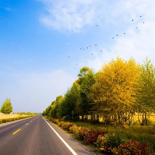 真实大自然风景图片手机壁纸,花草树木壁纸高清风景图片