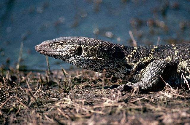 蜜獾在巴西蛇岛大战毒蛇,蜜獾啃食剧毒毒蛇