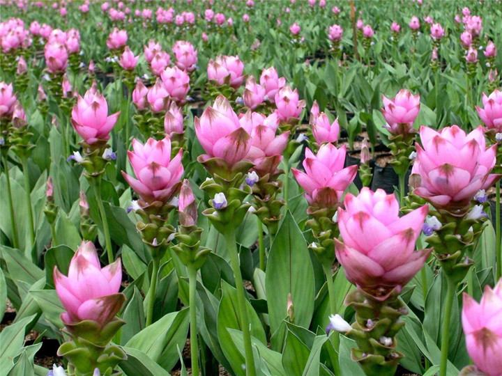 家里养姜荷花有什么禁忌,姜荷花盆栽的花期多久