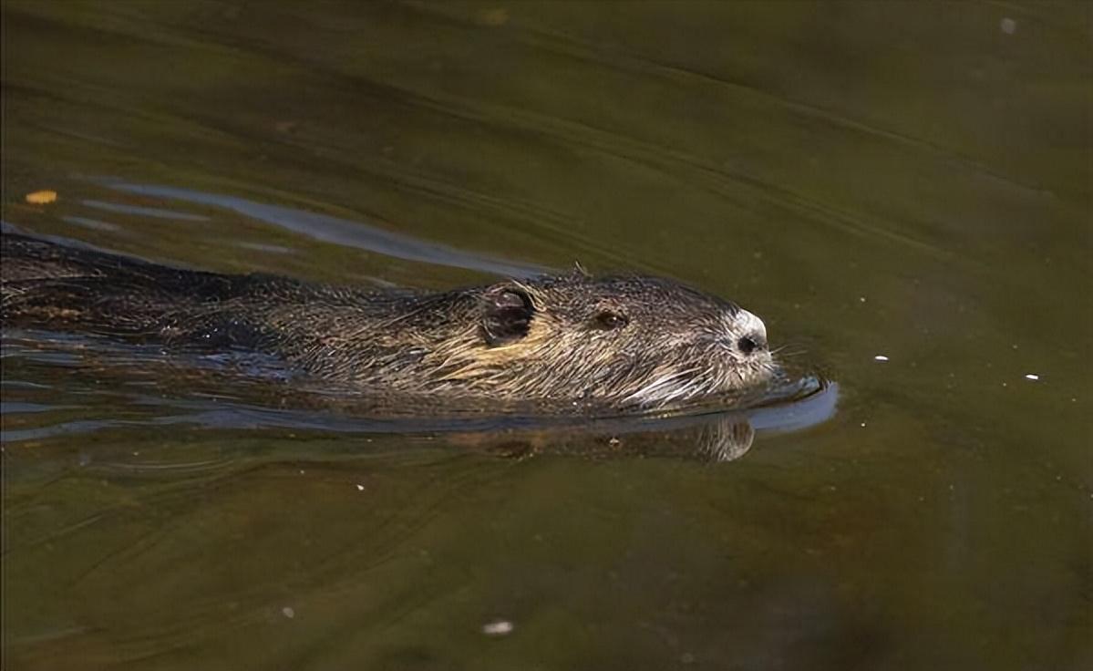 上海出现巨型老鼠新闻报道,巨型老鼠可怕到不忍直视