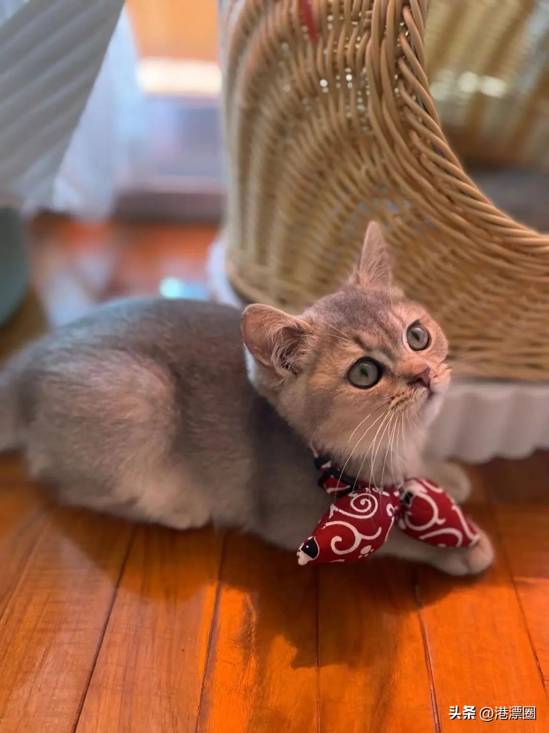 香港养猫领养,香港养猫攻略