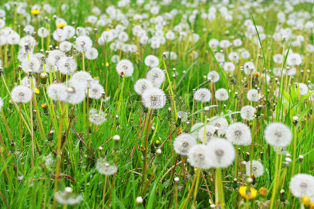 我与蒲公英的约定作文800字,我与蒲公英的故事