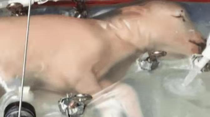 全球首个人造子宫实现体外孕育,未来能用人造子宫代替生育吗