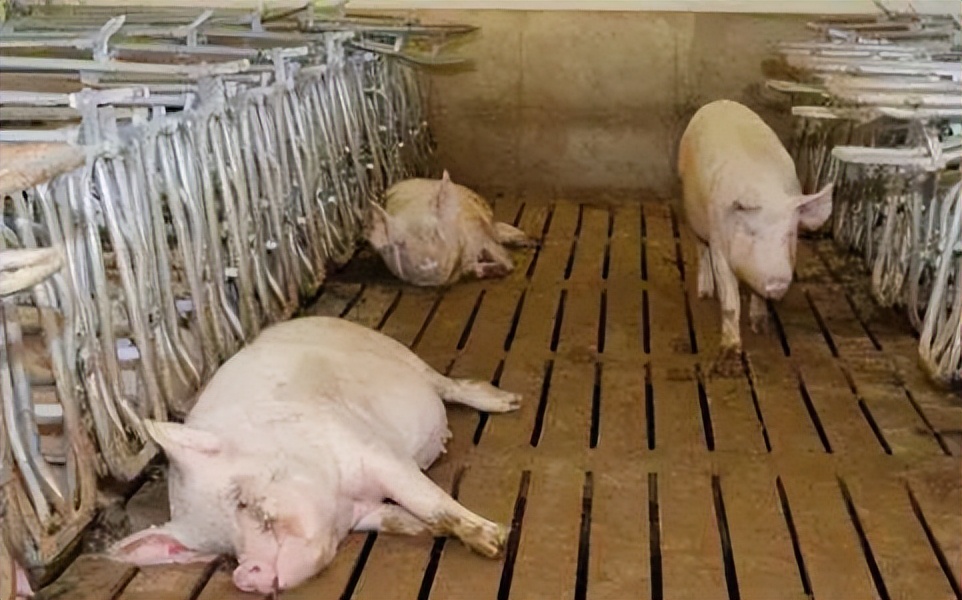 猪热应激的最佳治疗方案,猪热应激的紧急处理方法