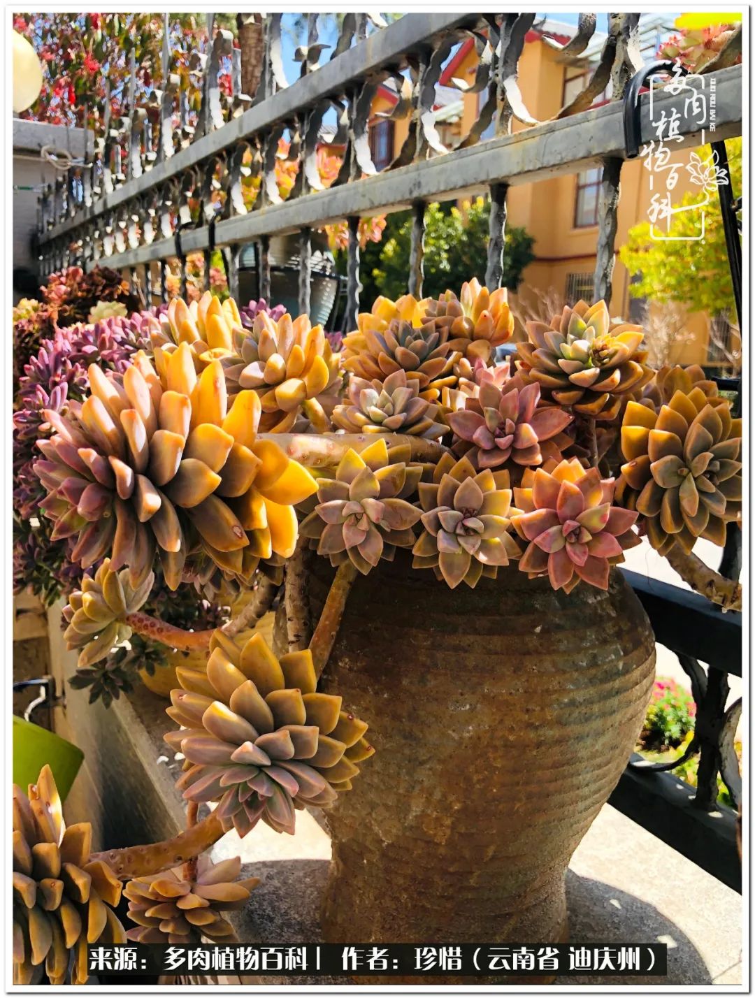 给生命一份淡然还岁月一份从容,给生命留一份洒脱的话