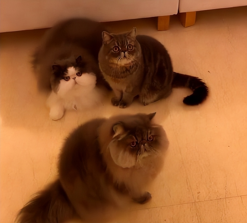 赌王何超莲身价多少亿,赌王何超莲分到家产了吗