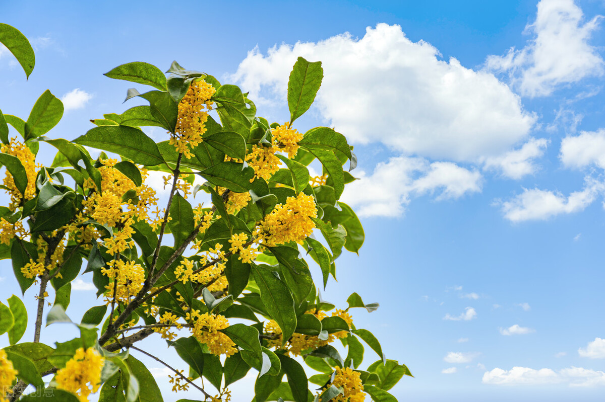 清可绝尘,清可绝尘浓能远溢什么意思