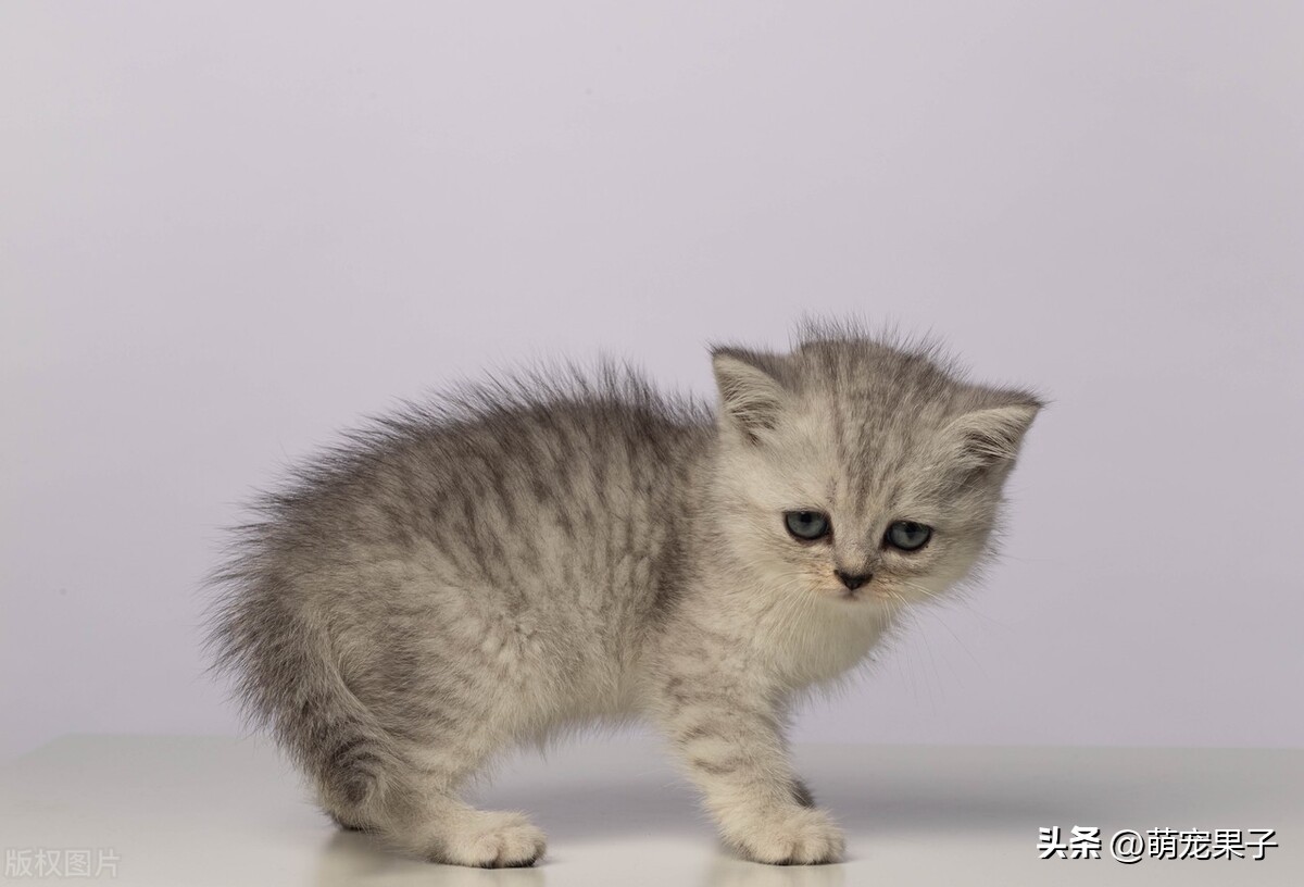 狗狗泪痕超简单的解决方法,狗狗泪痕后怎么处理发红的毛