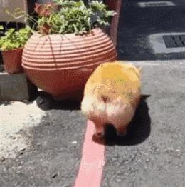 柯基犬幼犬最近很瘦怎么办,柯基狗狗特别瘦怎么办