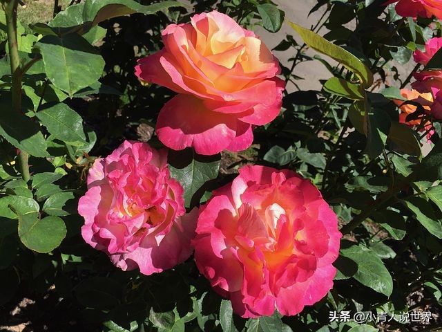 波特兰地方,波特兰最好的城市