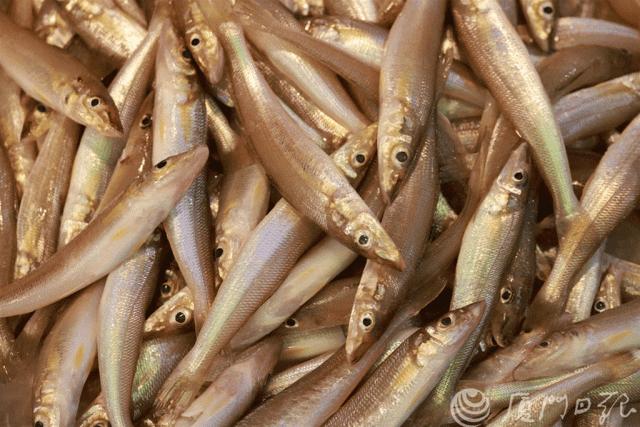 厦门开禾路海鲜推荐,厦门海鲜在哪个港口买便宜