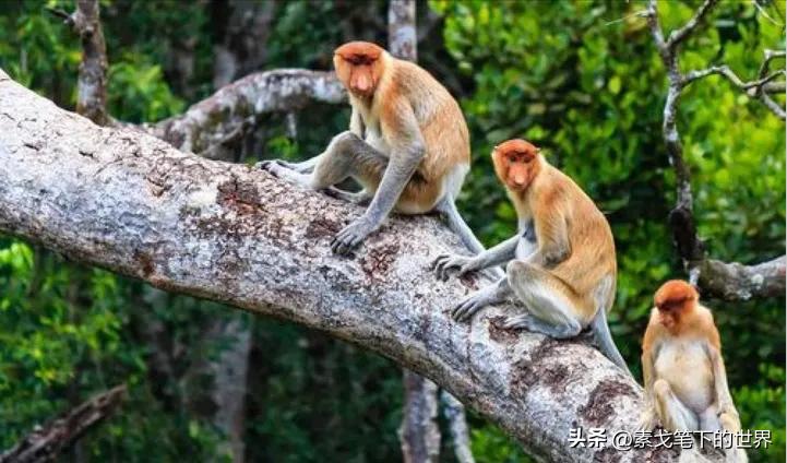 婆罗洲神秘杂交猴,婆罗洲惊现杂交神秘猴