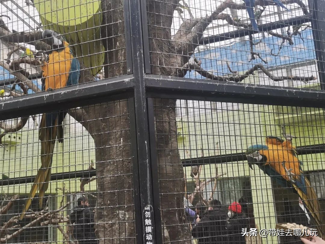 一天玩遍北京野生动物园,包场去鸟巢