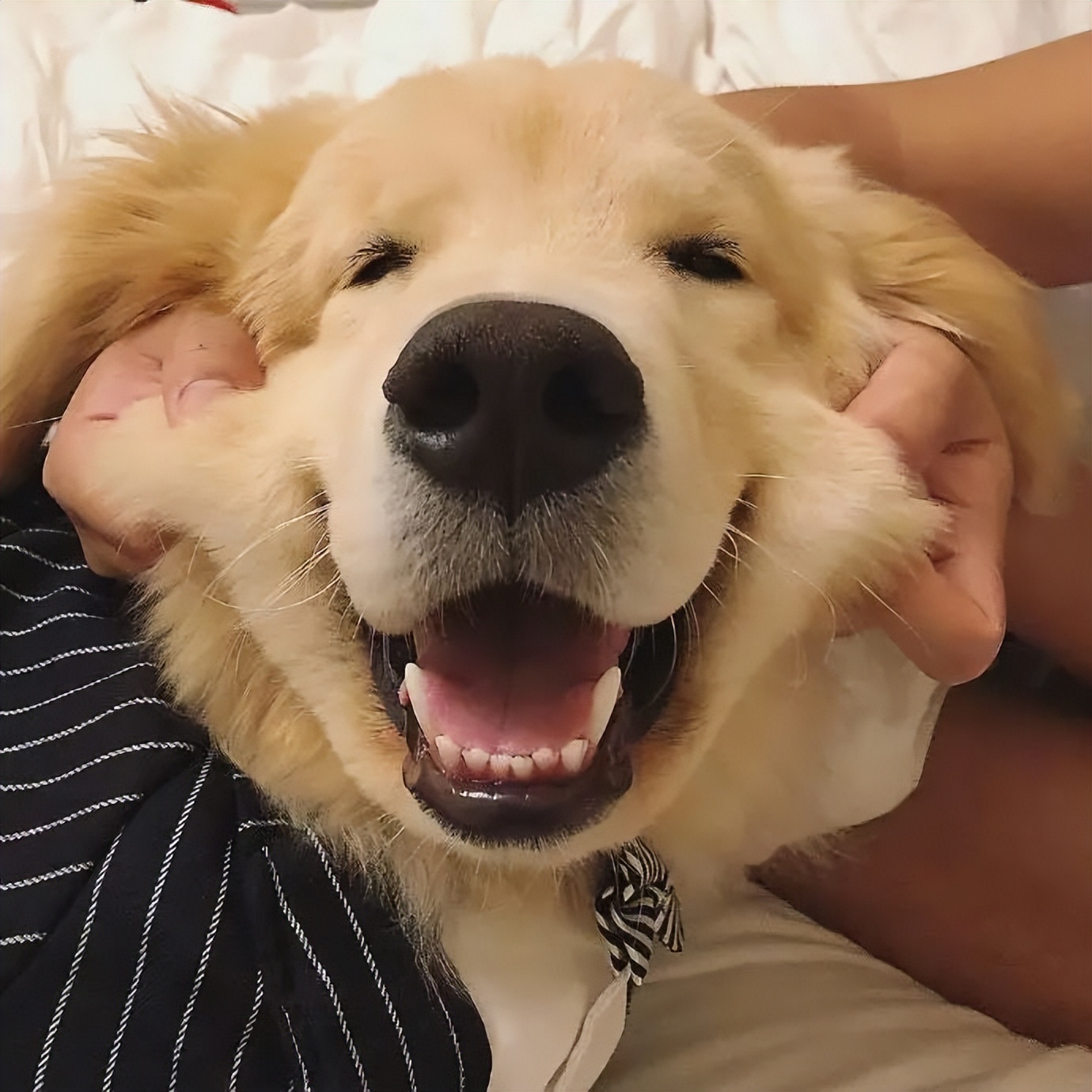 金毛为什么不建议新手养,金毛为什么养着养着就变酱油色了