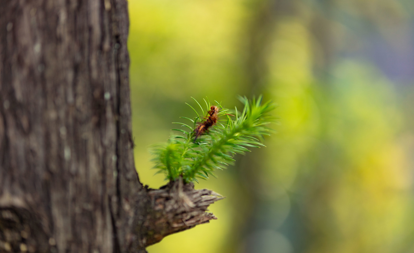 宜春冬天风景,关于江西宜春美景