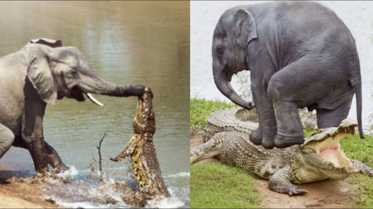 尼罗鳄vs非洲象,尼罗鳄打得过狮子吗