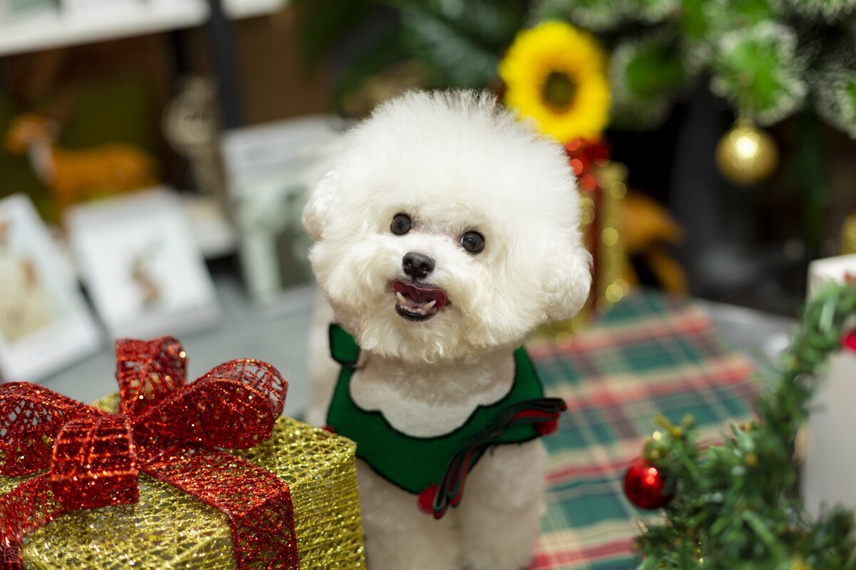 狗狗教育狗狗不能吃猫粮,狗狗吃猫粮有什么危害