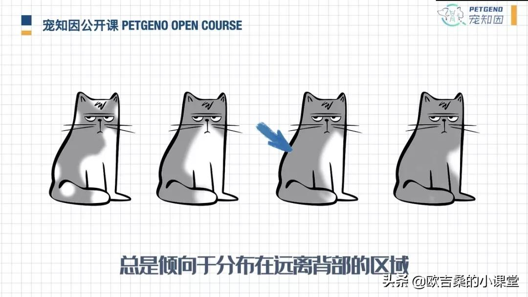 白斑基因可控吗,白斑基因优势