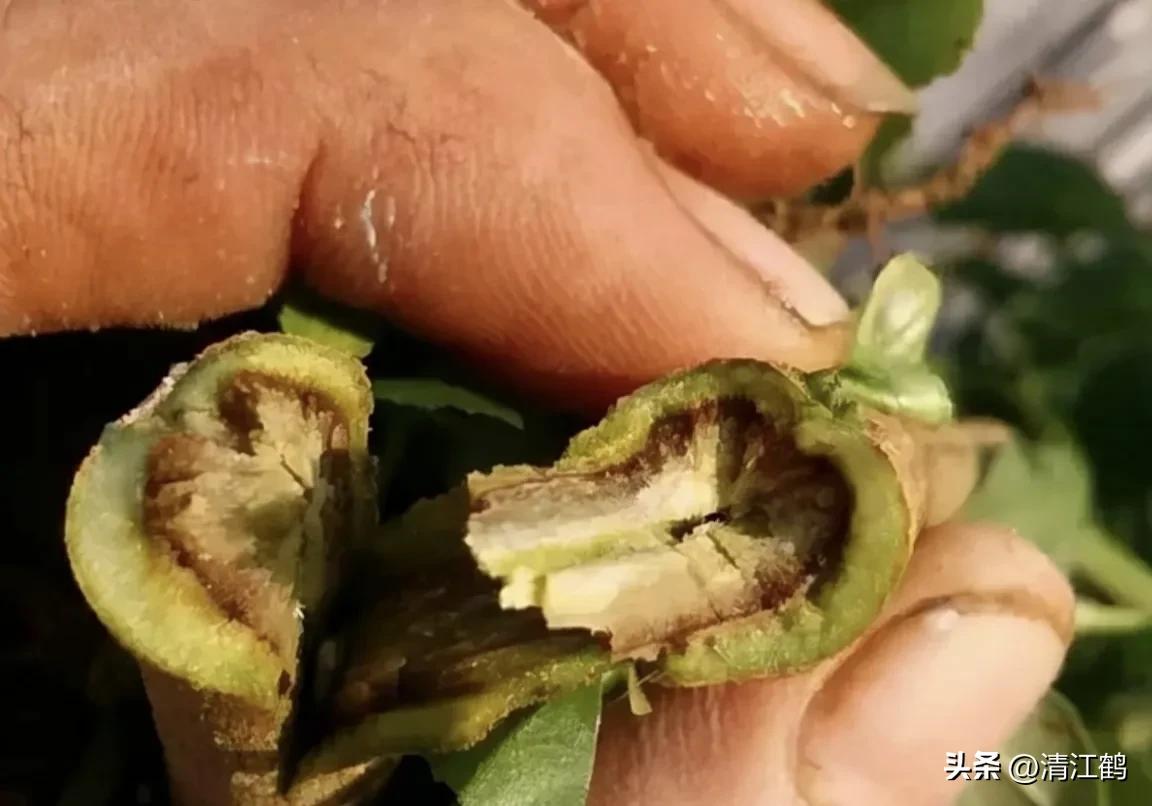 茄子买什么样的好,茄子到底能不能买