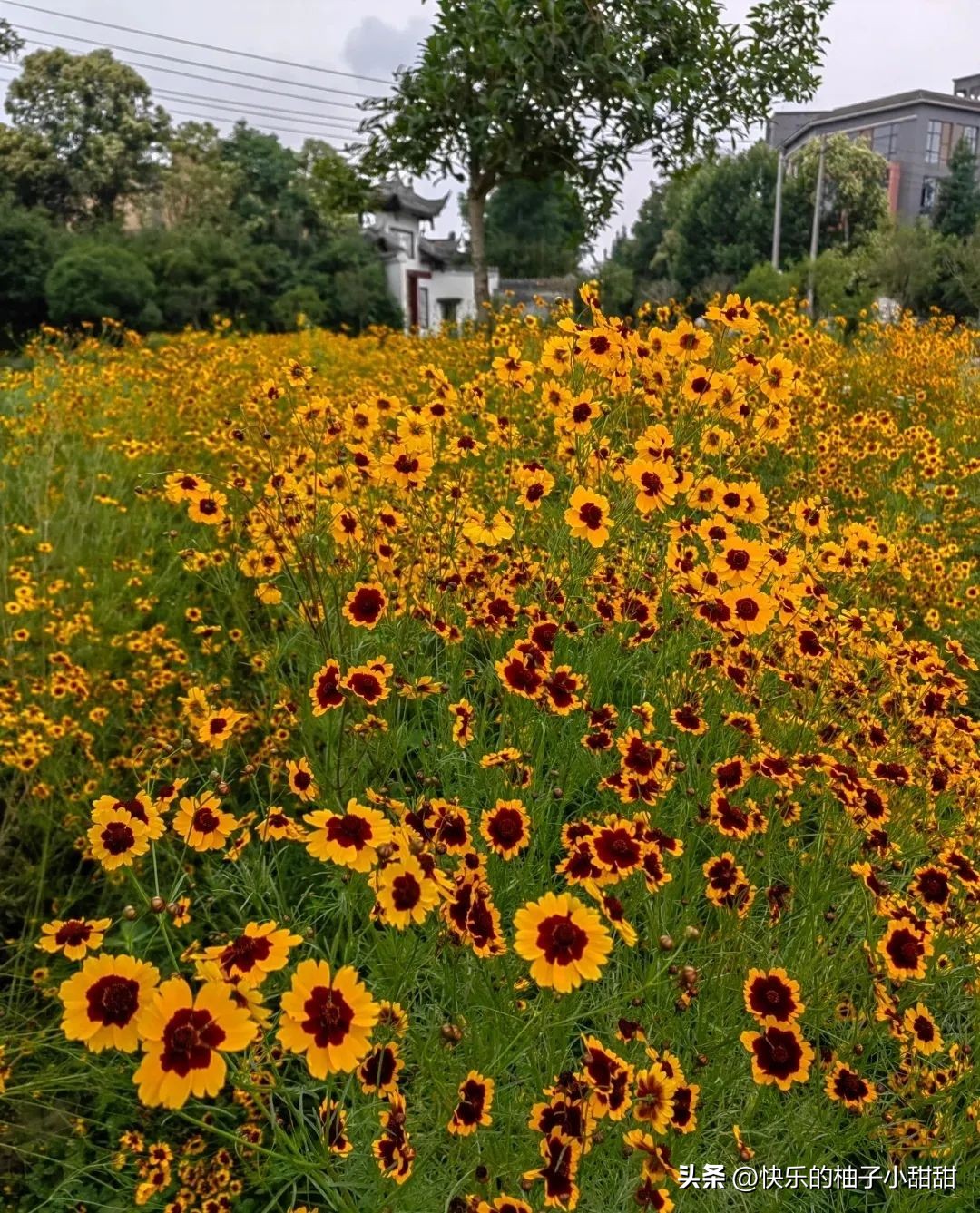 成都三道堰美景,成都三道堰旅游攻略