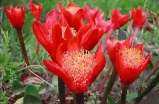 *疆新**开的最早的花——白番红花