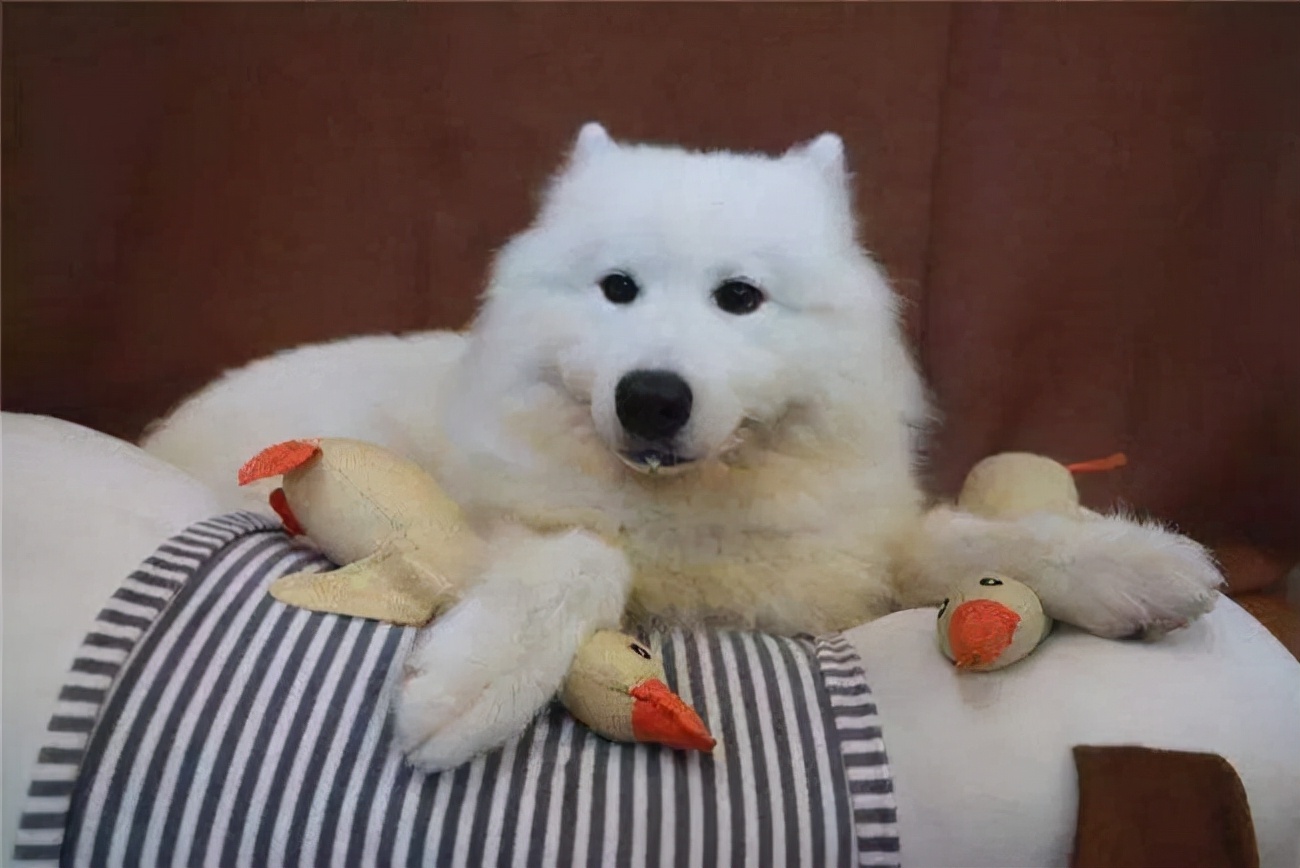 萨摩耶不爱吃东西还吐什么原因,萨摩耶不爱干净怎么办呢