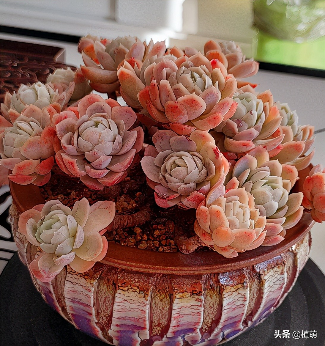 冰梅什么品种最好养,小叶冰梅都可以养出特别好的色吗