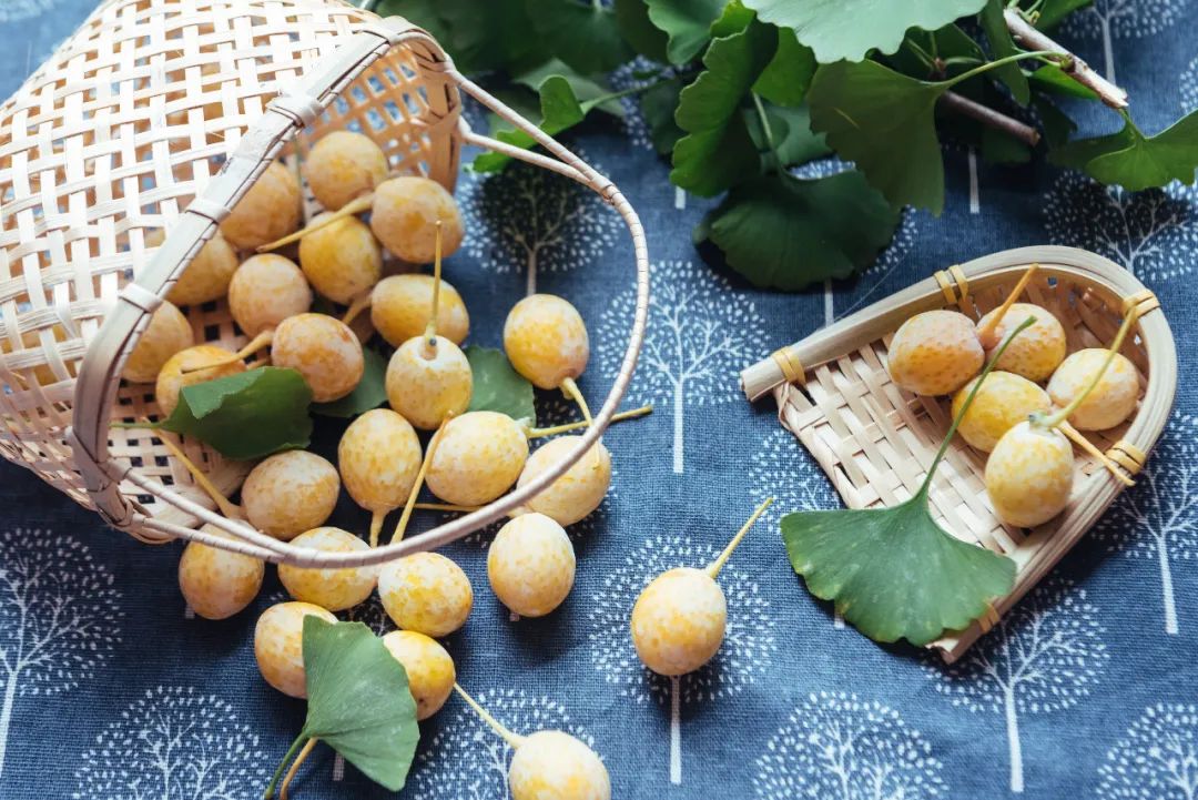 银杏树几千年,银杏树资料和作用