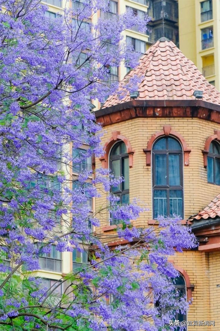 泸州蓝花楹打卡地,蓝花楹打卡点照片