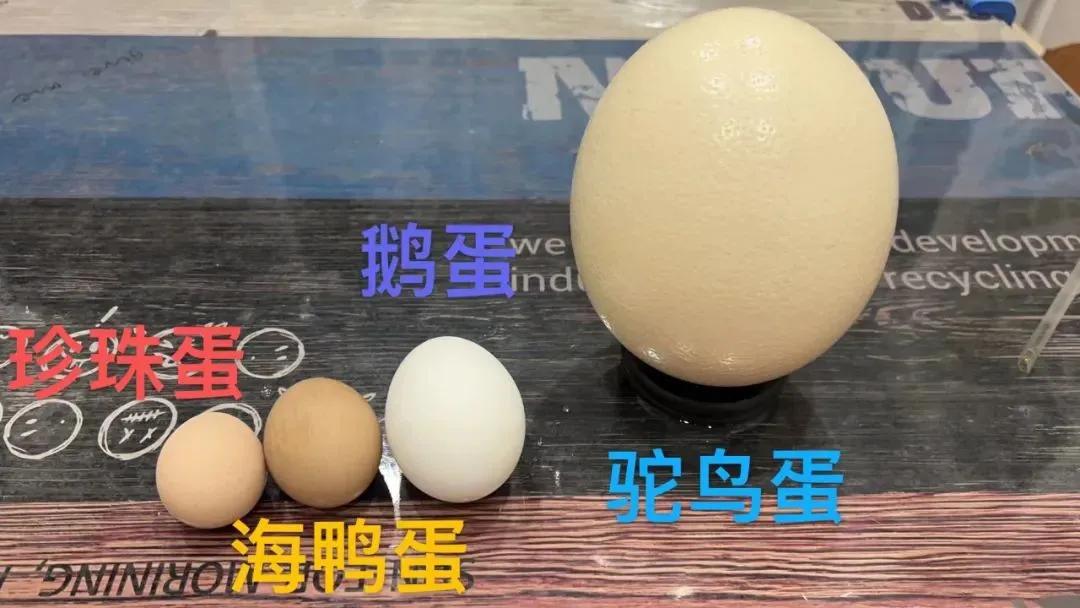 立夏节来了，宁波朋友圈的蛋套秀，花头精最多的就数它