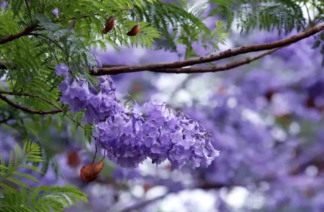 有一种生活叫做云南的生活,有一种叫云南的生活原文