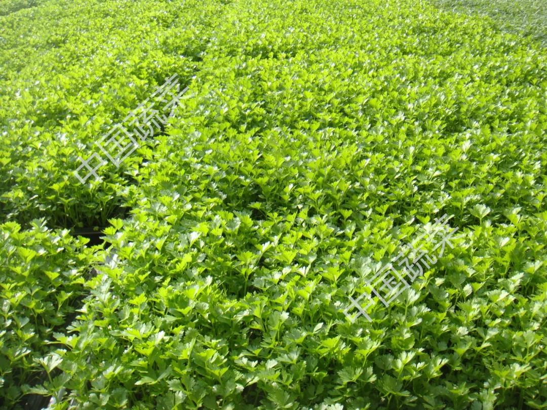 生菜香菜种子怎么种,生菜小葱小白菜香菜都怎么种植