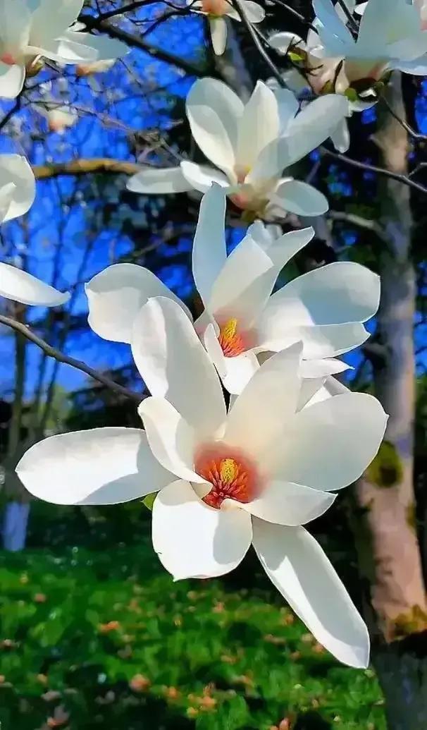 2023年02月27日星期一农历:癸卯年【兔年】二月初八八九第5天