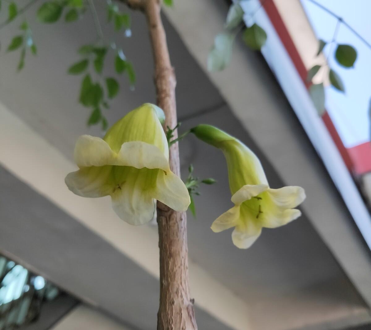 抗冻开花寓意旺家的盆栽植物花卉,旺家四季开花耐寒耐热植物