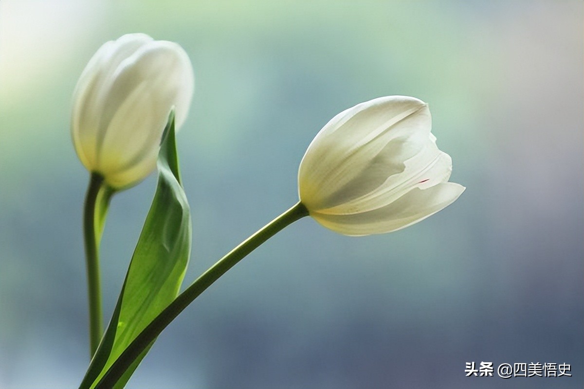 粉色郁金香的花语是,十朵郁金香粉色花语