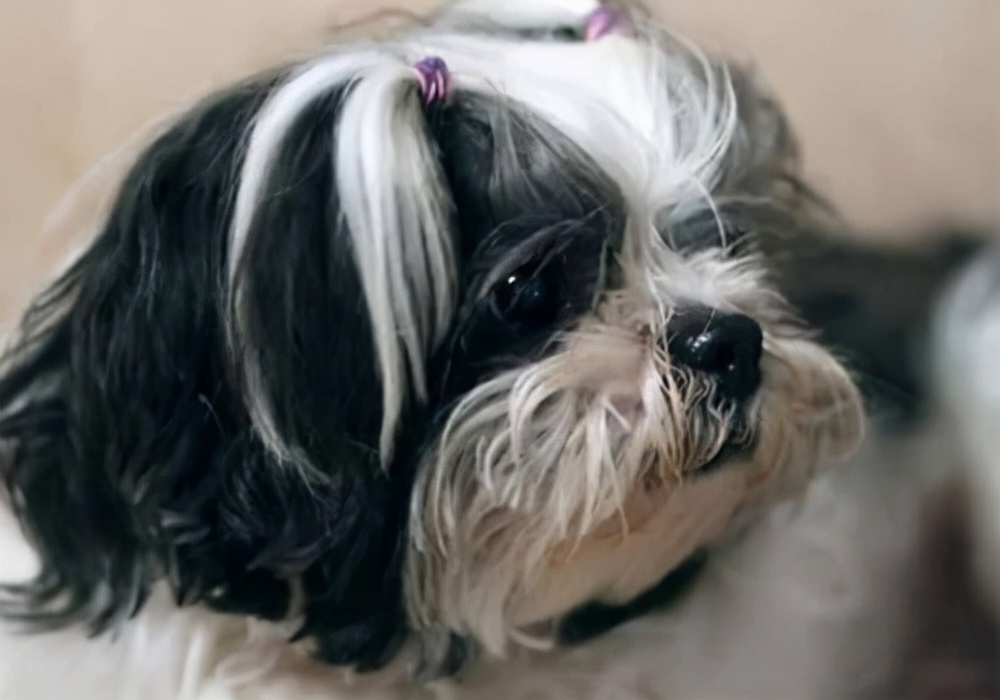 狗狗呕吐白沫沫是什么原因,养狗心得感悟