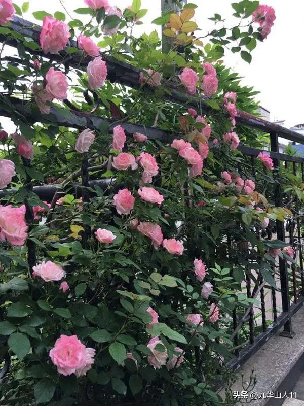 最耐寒的藤本月季哪个品种好 (藤本月季及主要品种详细介绍图解)