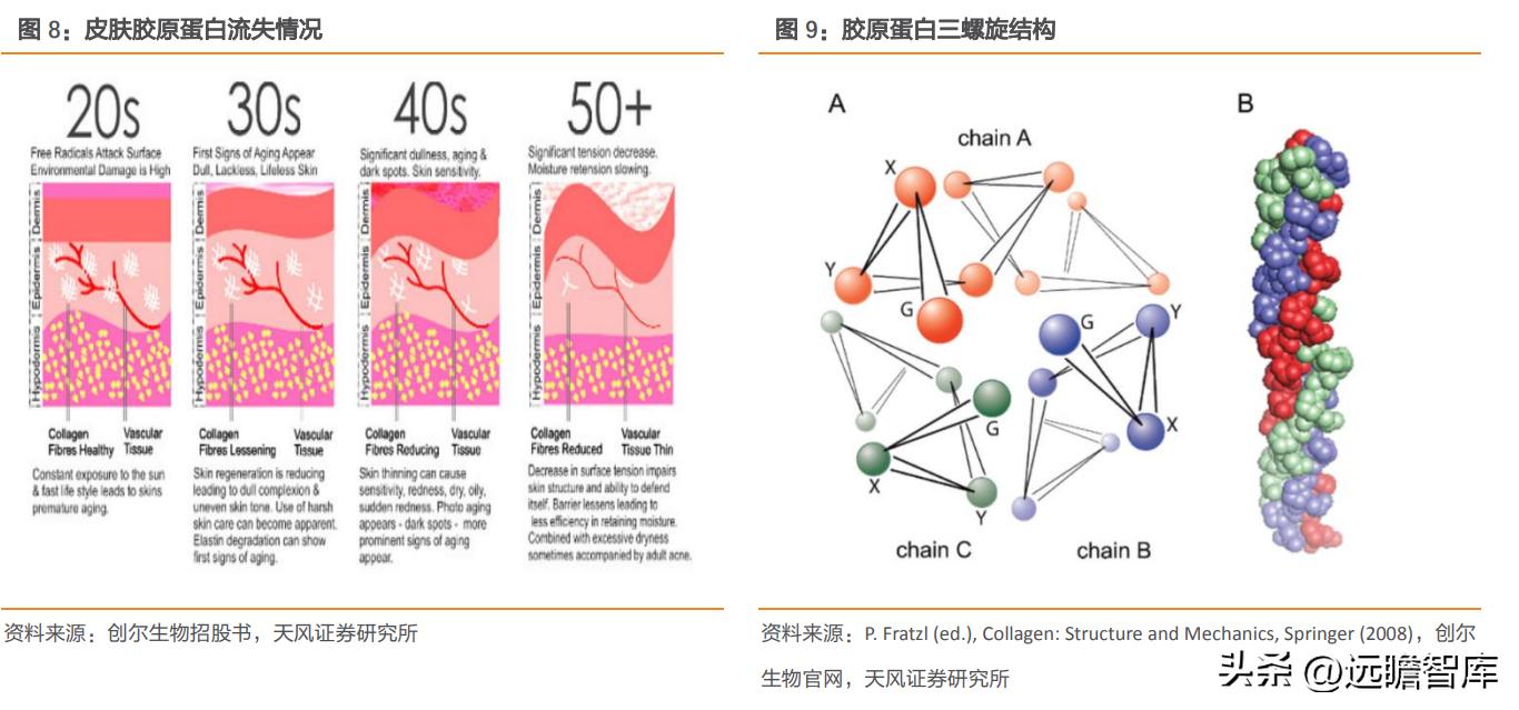 巨子生物重组胶原蛋白,巨子生物三型胶原蛋白获批