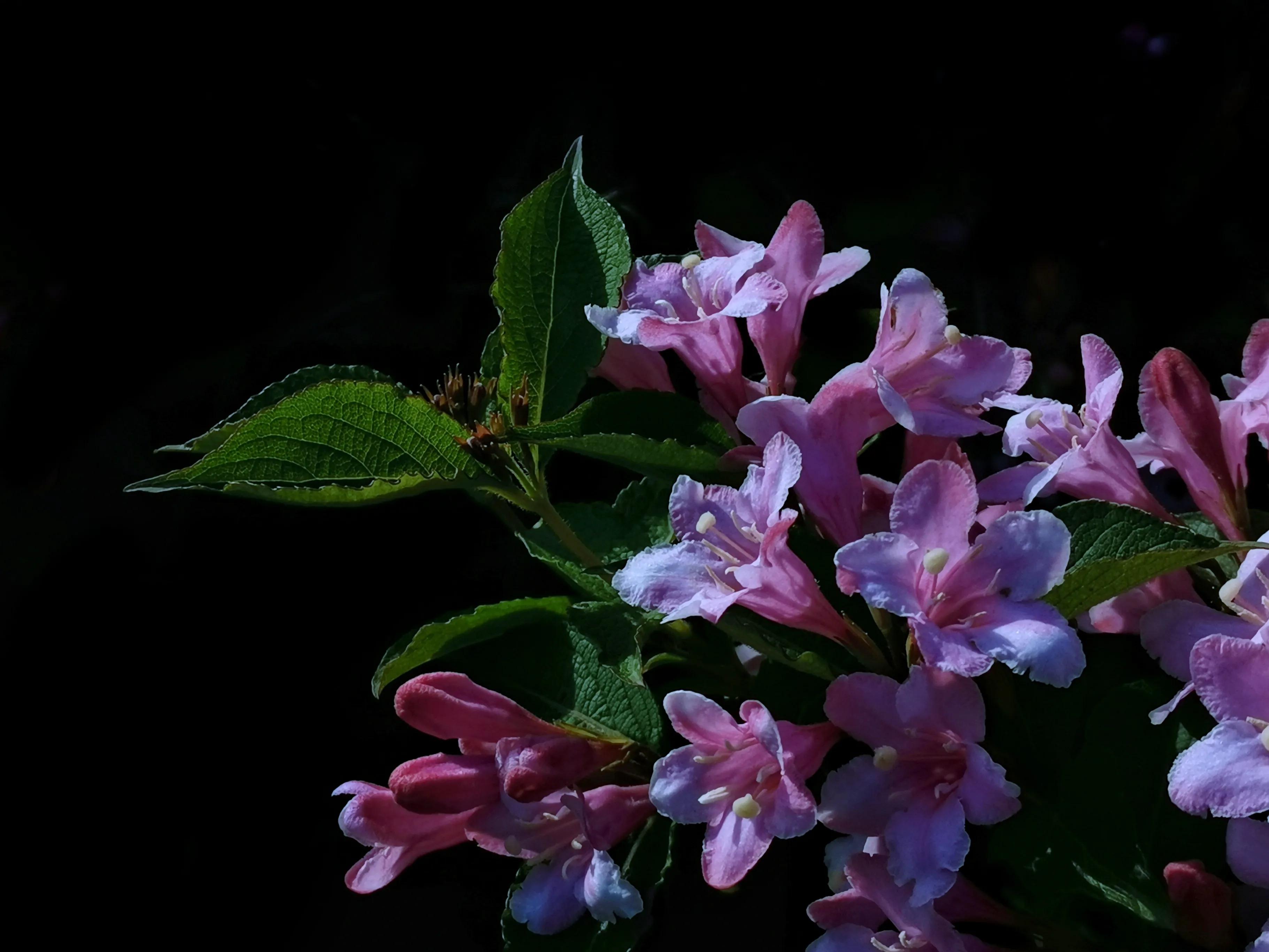 百花酿诗韵芬芳留人间（一）