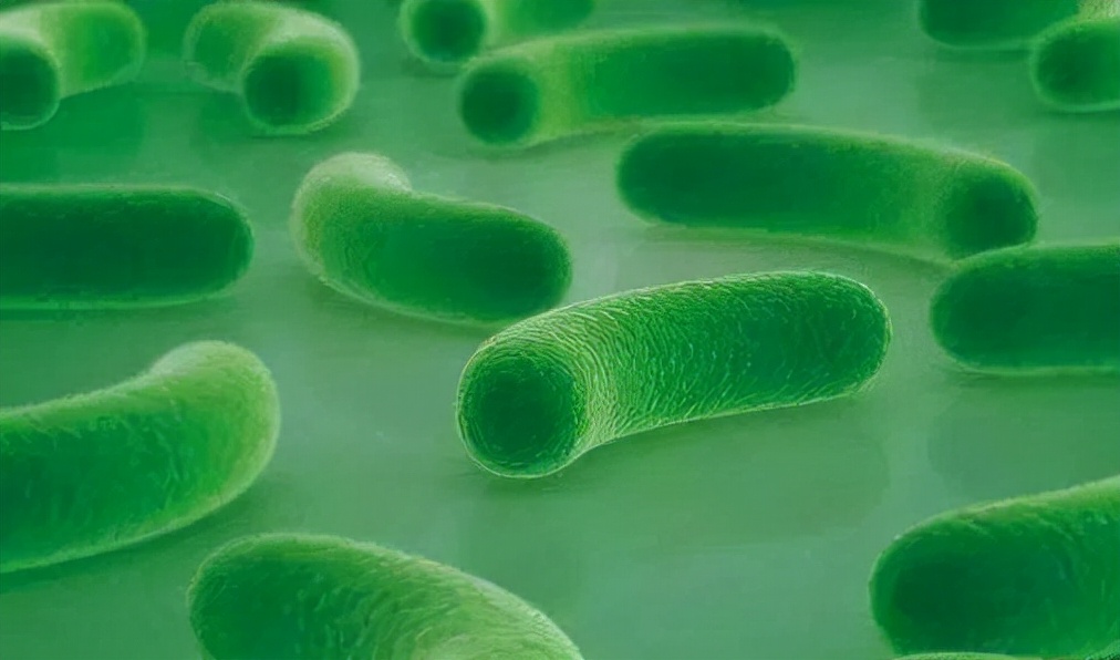 派特益生菌测评结果分析,派特灵益生菌产品怎么样