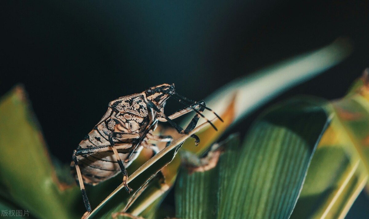 打屁虫的屁喷在皮肤上怎么办,打屁虫灼伤皮肤怎么办