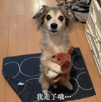 狗狗想念主人的表达,狗狗想念主人的5件事