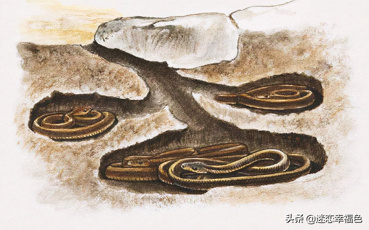 福建一工地挖出“冬眠”蟒蛇,一工地挖出“冬眠”蟒蛇