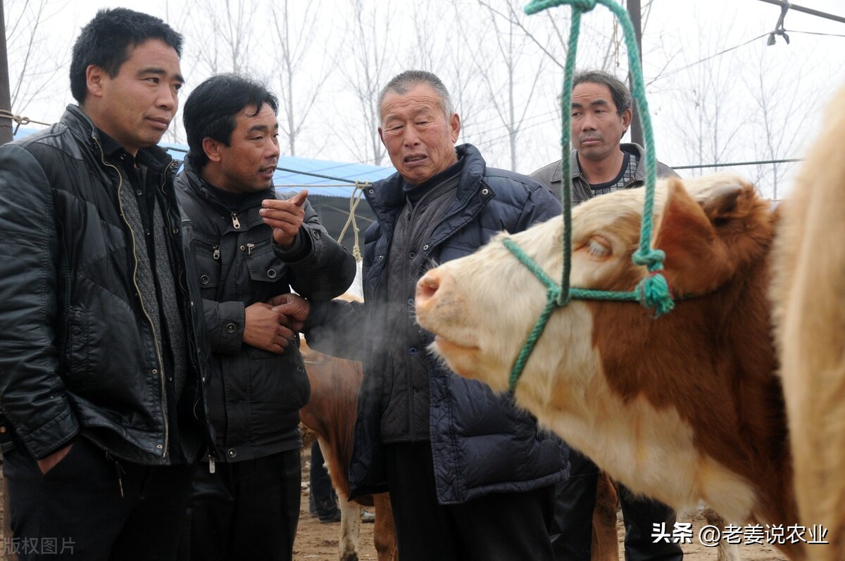 2023年养牛市场前景如何,牛价暴跌养牛人该何去何从