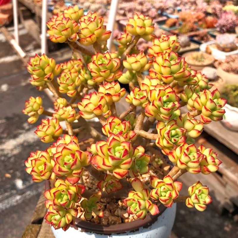 十二卷多肉的品种图鉴,100种多肉植物图片大全