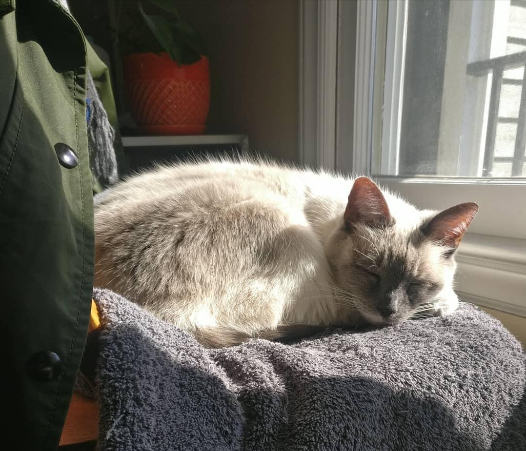 冬天养猫，宠主要注意“5做3不做”，对猫很重要