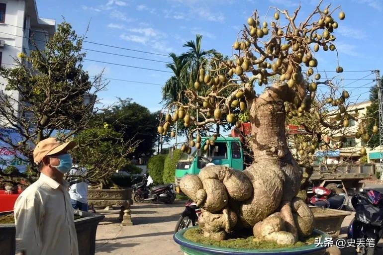 2005年他花6千元买下1棵根系肥大橄榄树，17年后出价14万都不肯卖