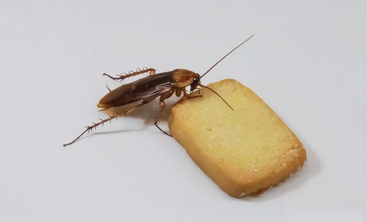 盘点十大难以杀死的动物,被砍了头的鸡还能活多久