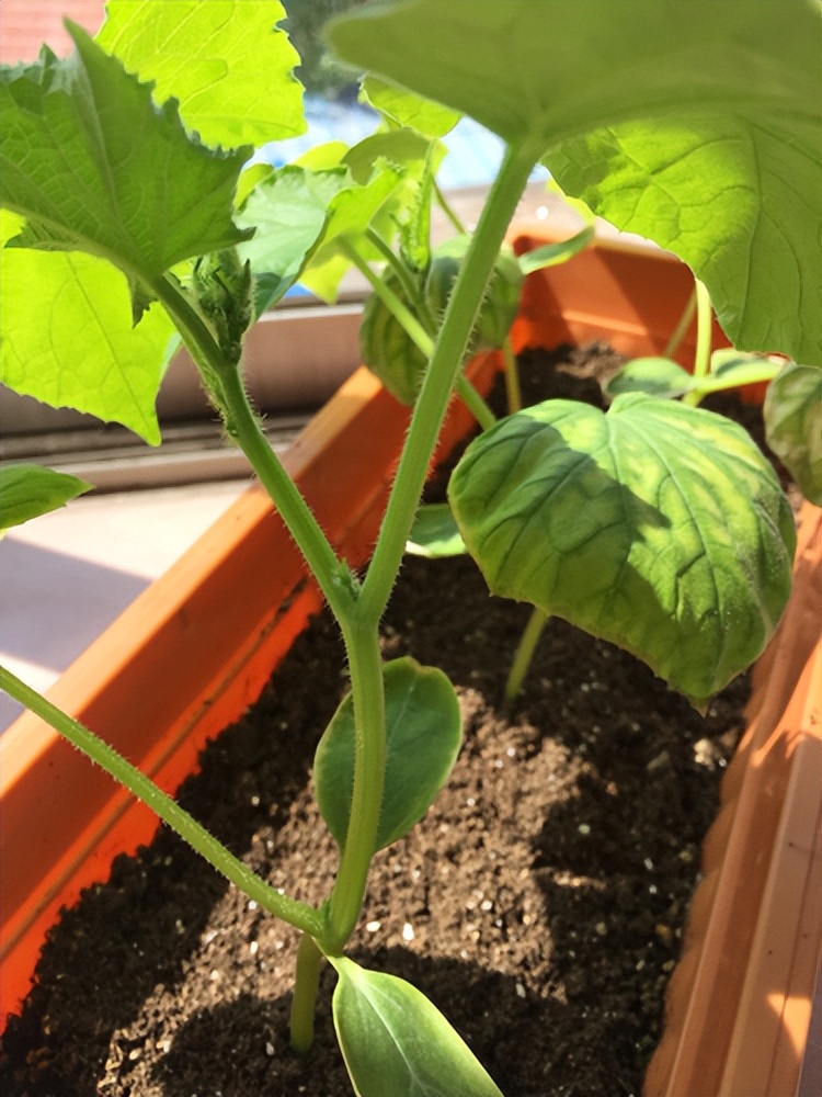 阳台种菜的最佳方法,阳台种菜的方法和技巧大全