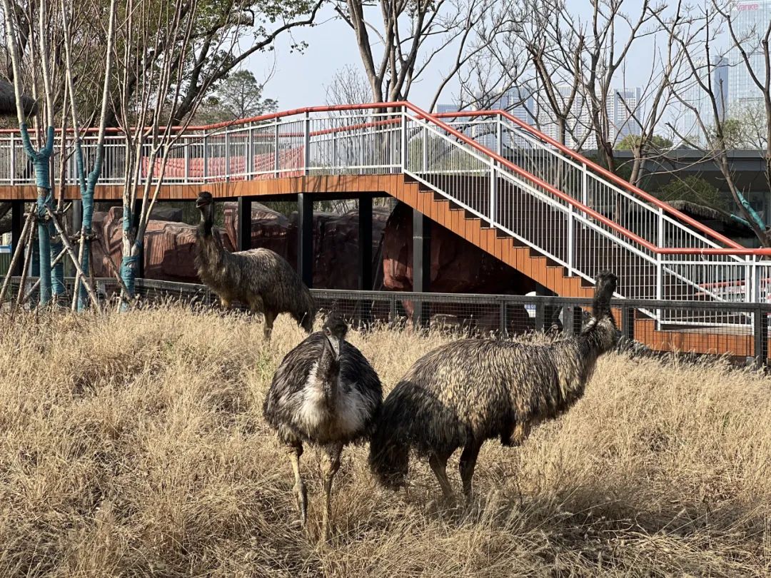 武汉动物园最新今天的消息,武汉动物园春节营业时间